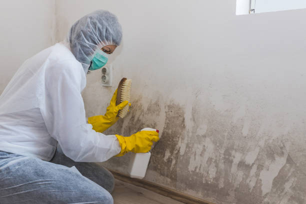 Best Industrial Mold Remediation  in Euclid, OH